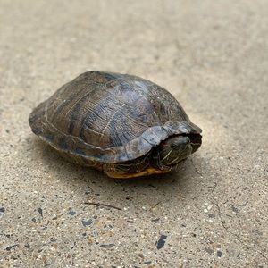 Meet your Posher, Daren